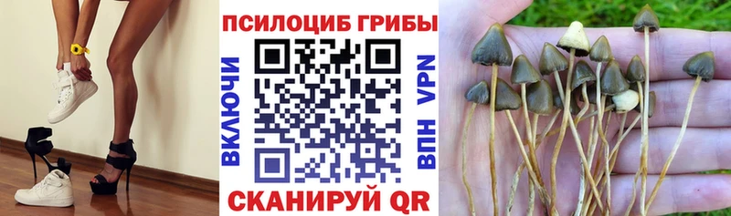 Галлюциногенные грибы Psilocybine cubensis  Купить закладки  Липецк 